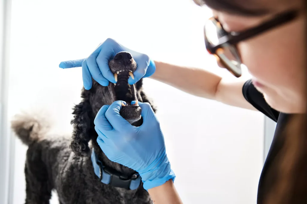 VetClinc Sesja dla Kliniki Weterynaryjnej w Lublinie Portrety & kontent